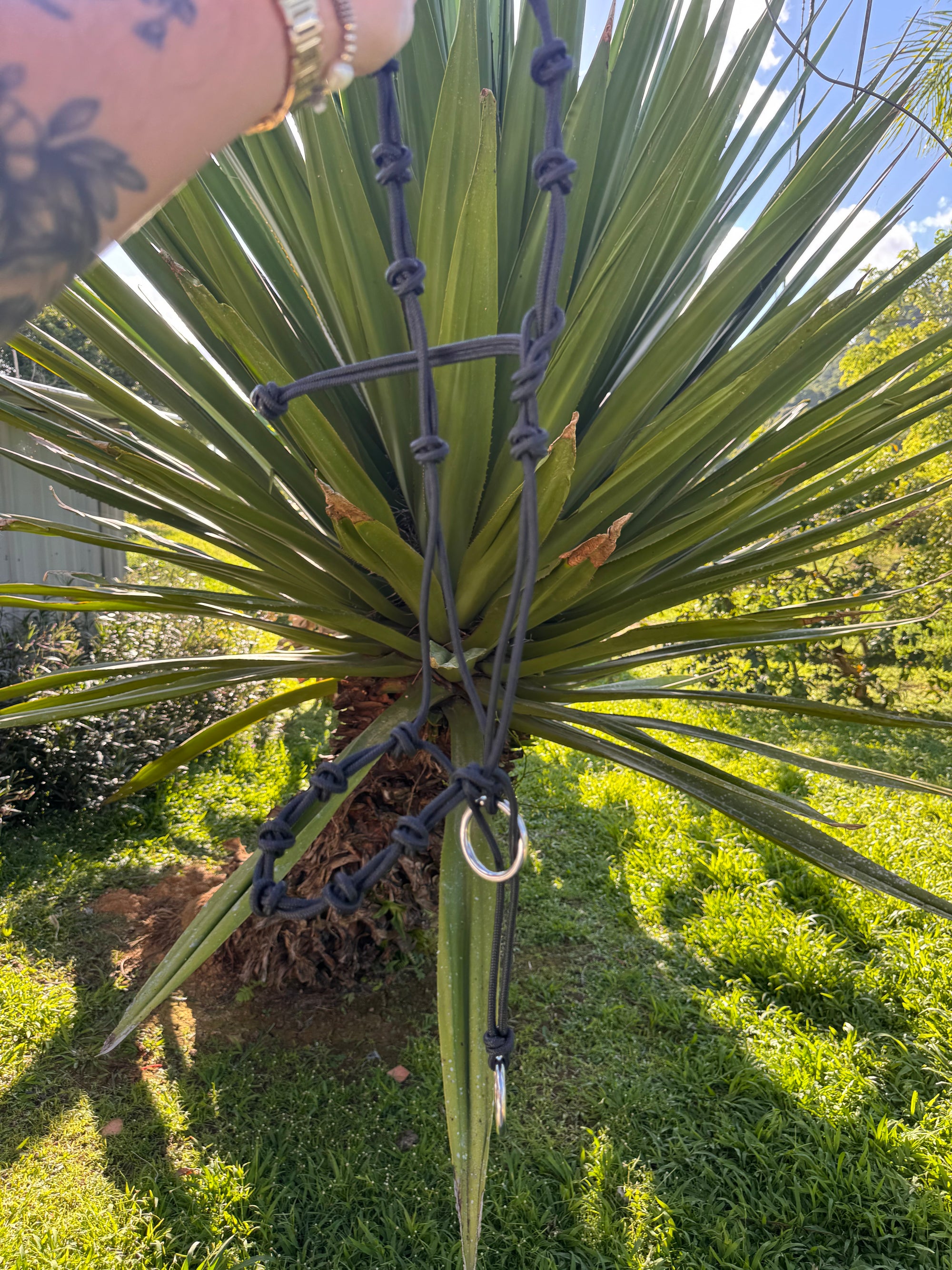 Jaquimon Guayacan Turbo
