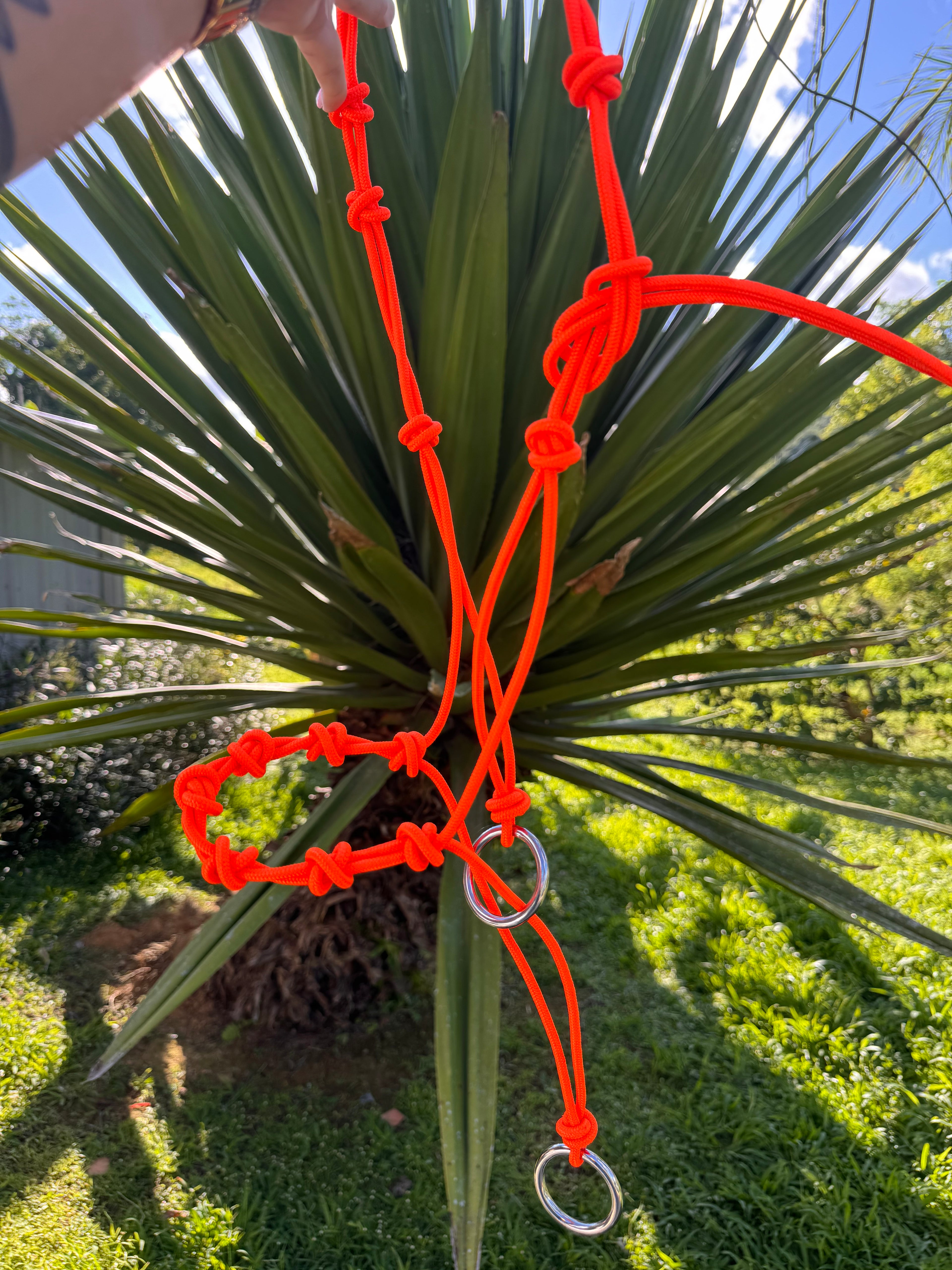 Jaquimon Guayacan Turbo